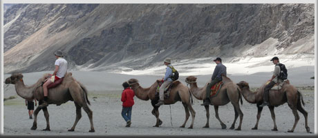 camel safari in nubra valley, nubra valley tour, travel leh ladakh, ladakh tourism, ladakh travel pacakges