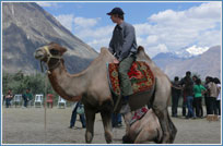 camel safari nubra, travel leh ladakh, ladakh tours, ladakh tourism, leh ladakh tourism, hotels in ladakh, ladakh tour packages