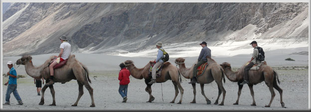 Family Holidays Camel Safari Nubra Valley, Family Holidays in Ladakh, Travel Leh Ladakh, Ladkh Tourism, ladakh tours, leh tour, leh tour packages, ladakh tour packages, ladakh holidays